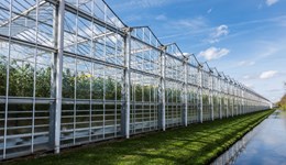 Ballot shines spotlight on AHDB’s investment in horticulture